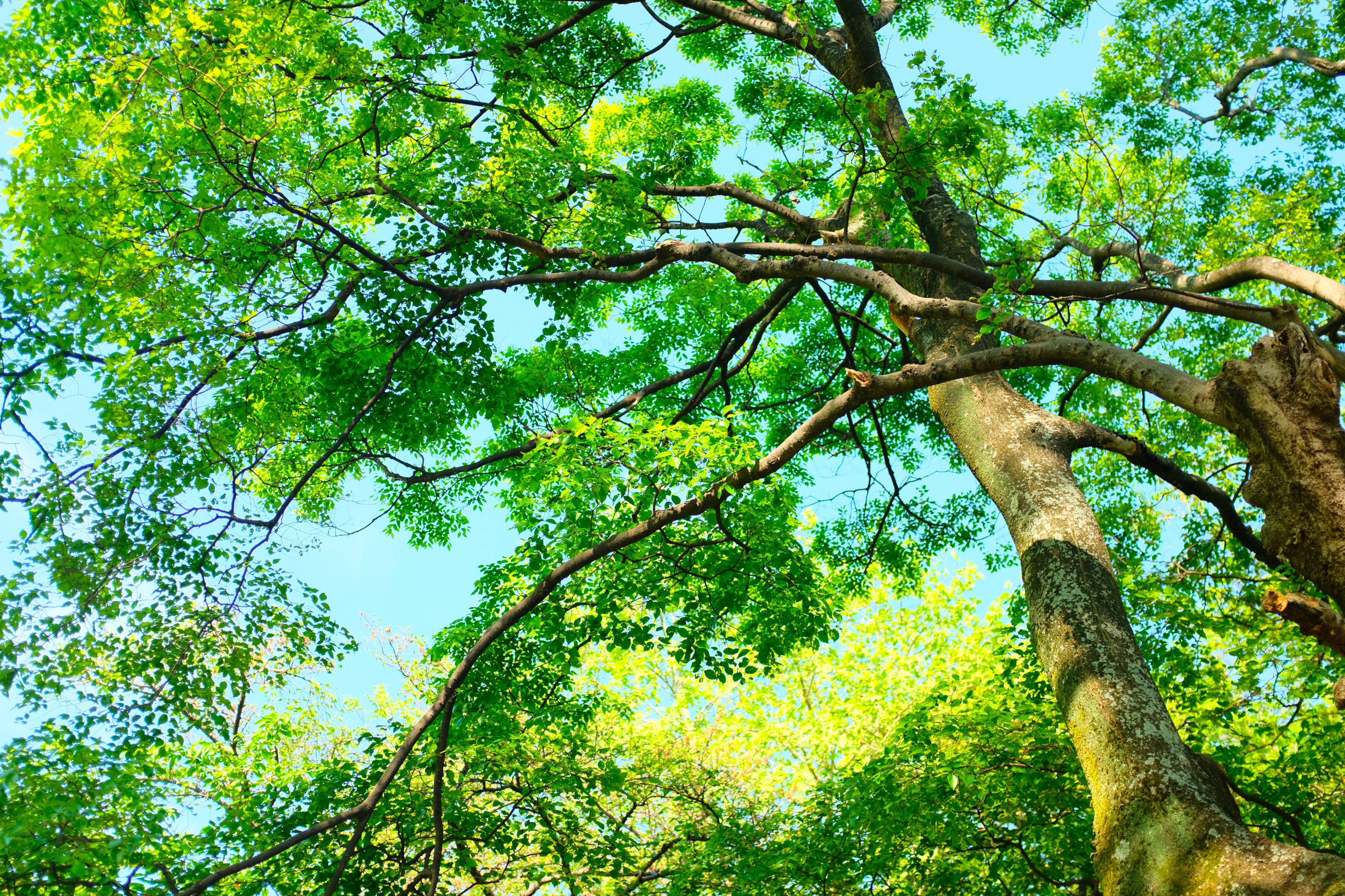 green leaf tree during daytime