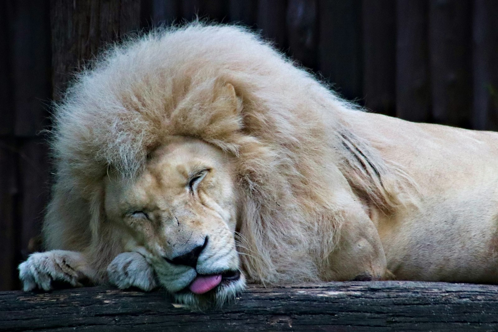 Sigma 18-250mm F3.5-6.3 DC OS HSM sample photo. Sleeping lion on black photography