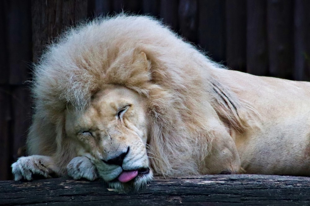 sleeping lion on black wooden log