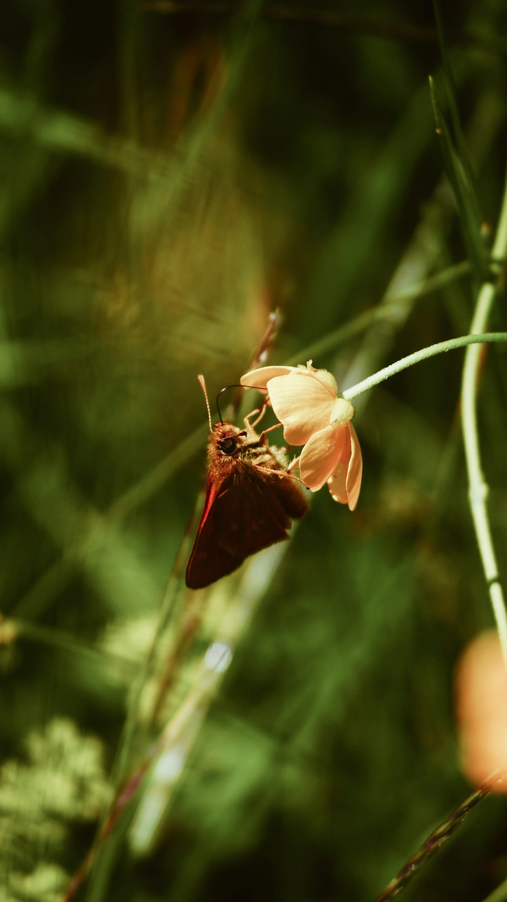 brown butterfly perching on yellow flower