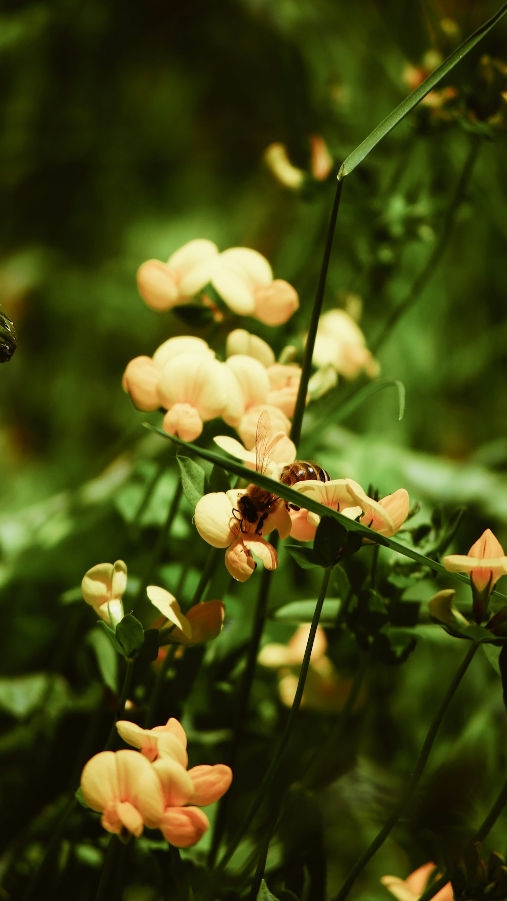 yellow petaled wild flowers