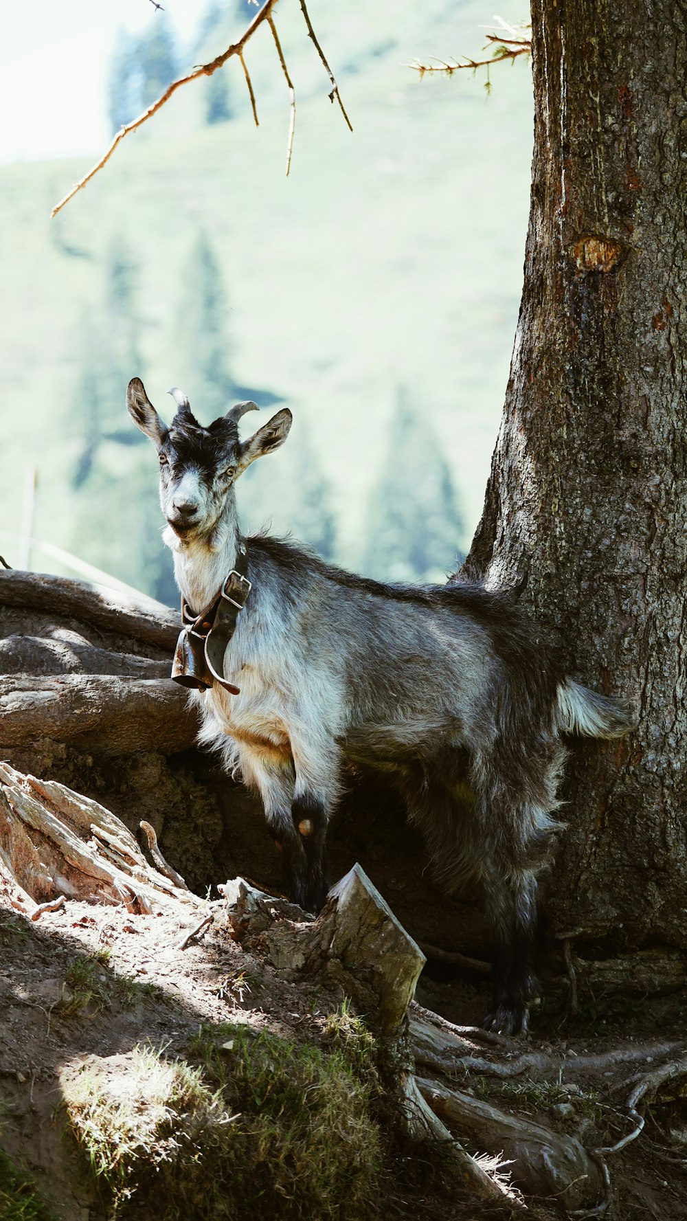 gray goat beside tree