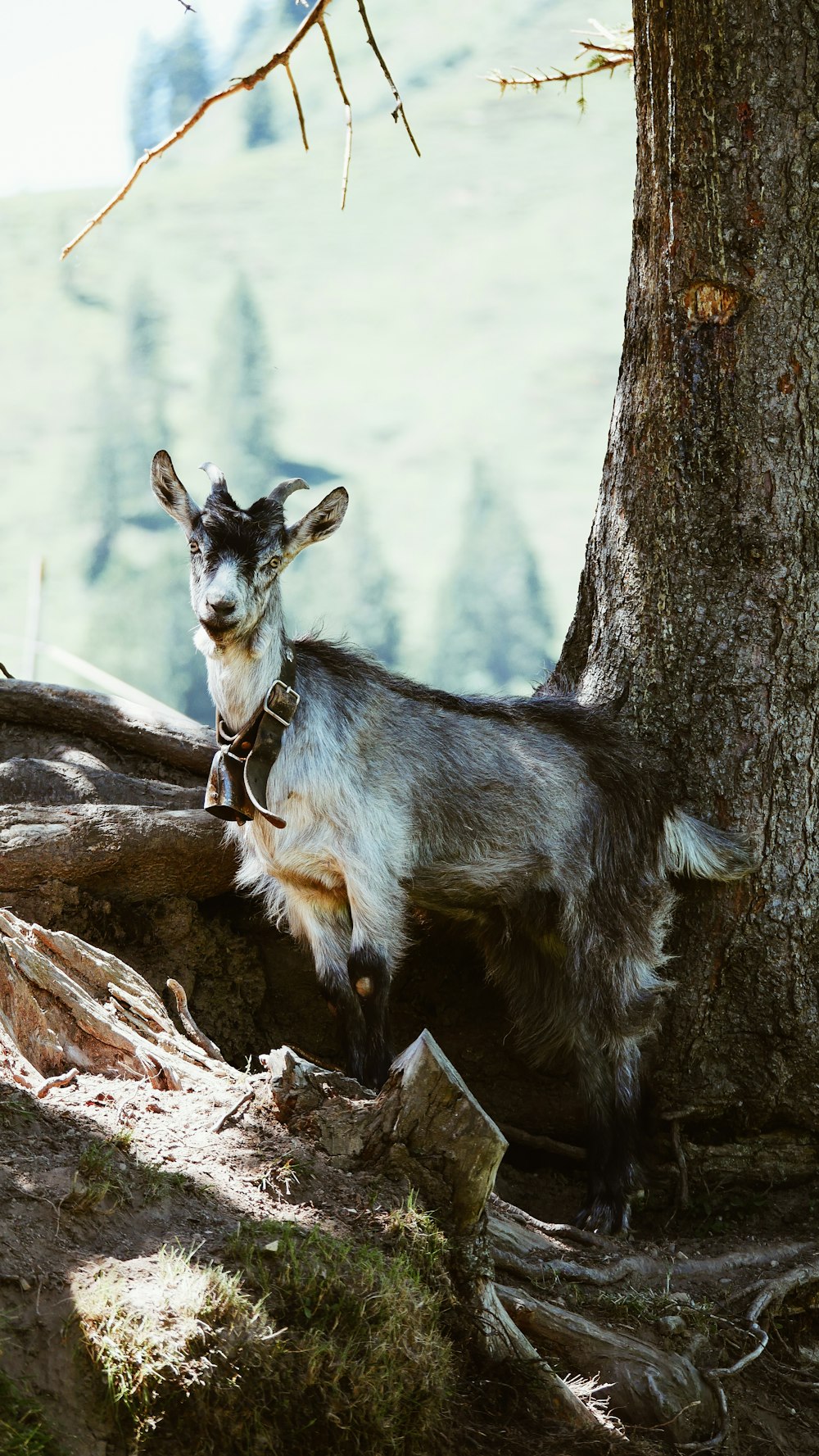 chèvre grise à côté de l’arbre