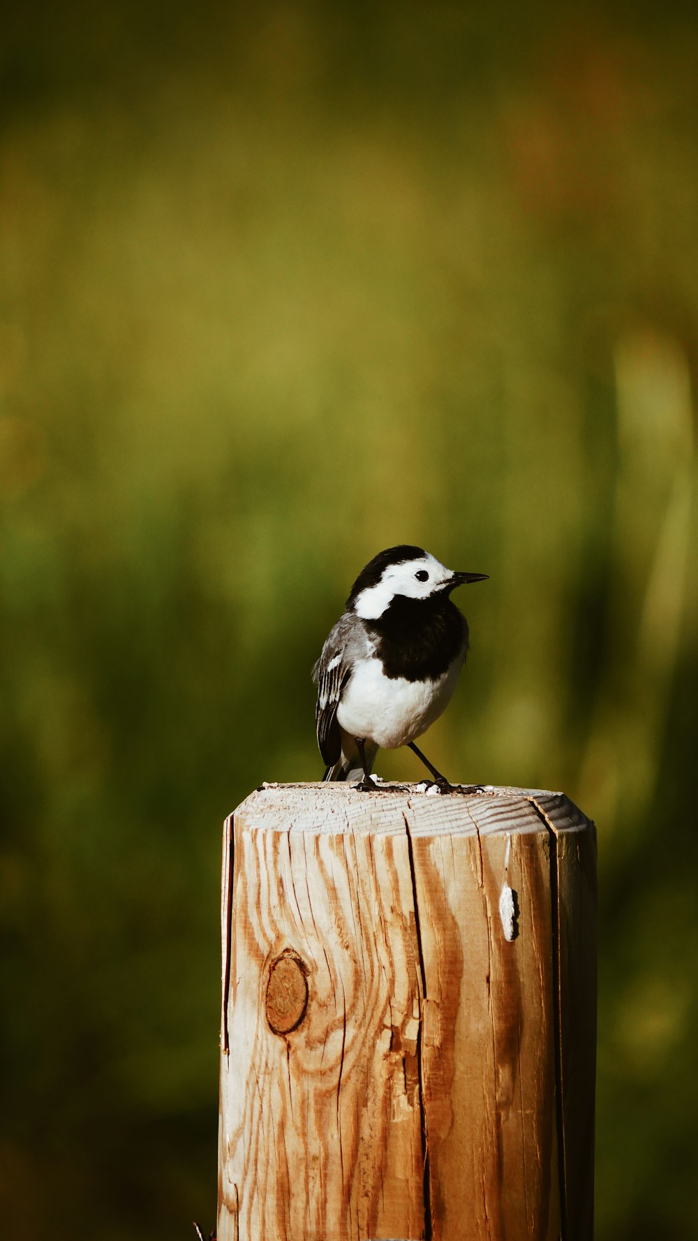 fotografía de enfoque selectivo de pájaro en blanco y negro posado en poste de madera