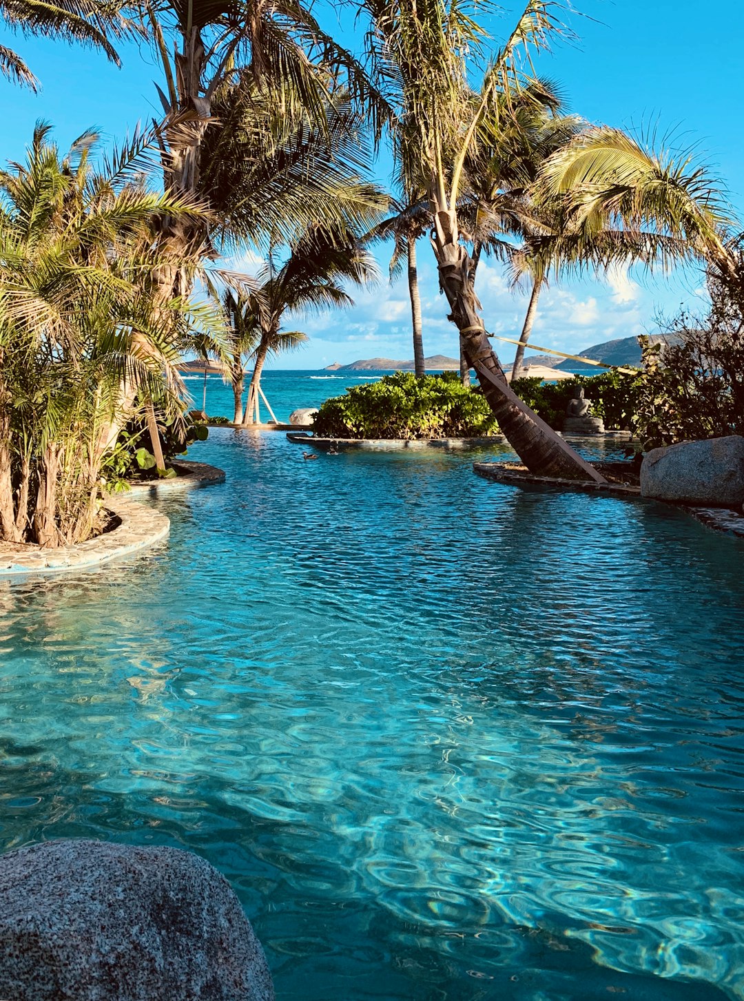 green coconut palm tree near infinity pool