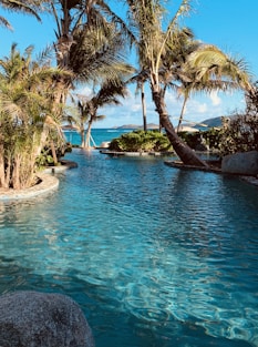 green coconut palm tree near infinity pool