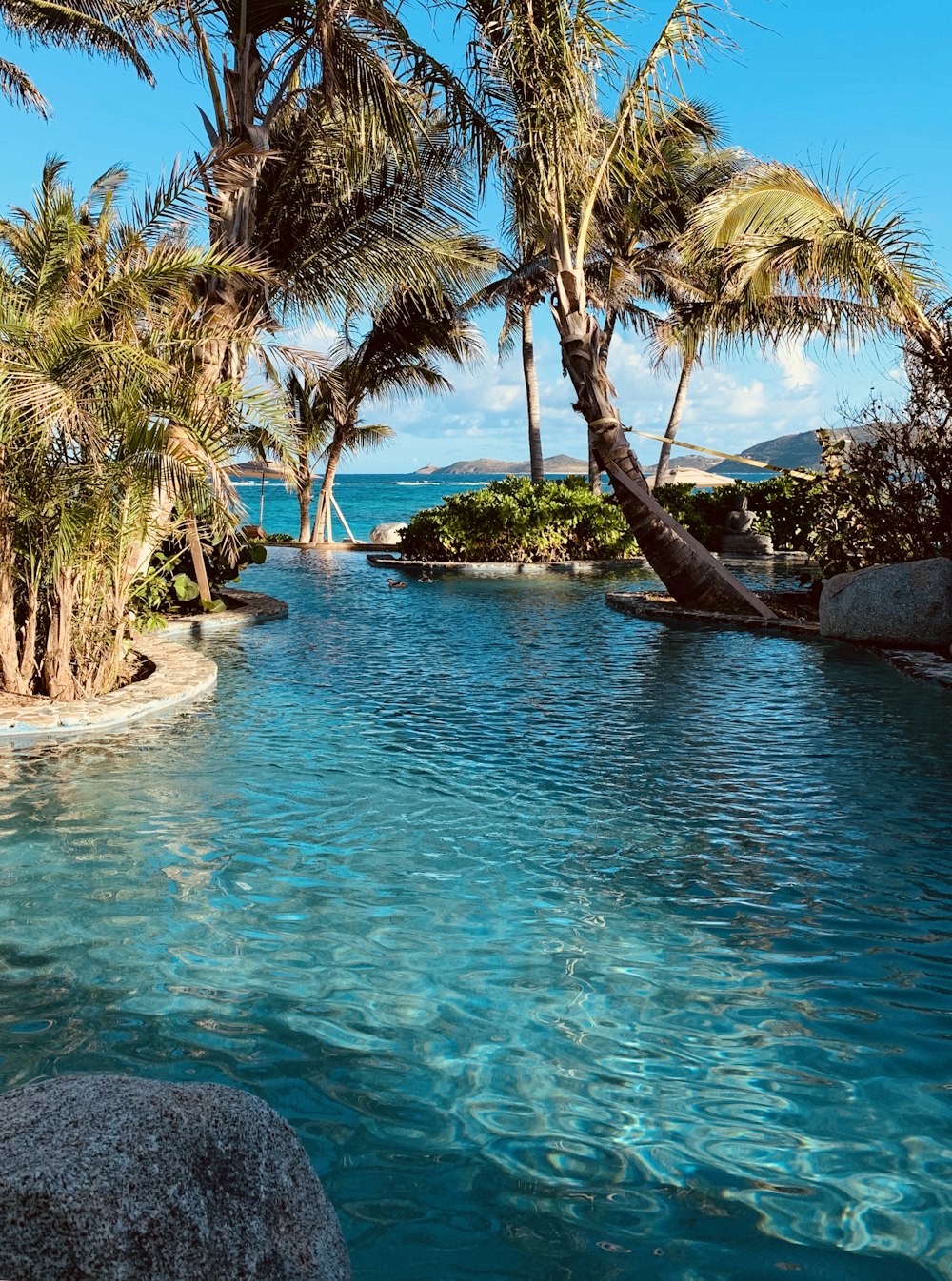 Palmera de coco verde cerca de la piscina infinita