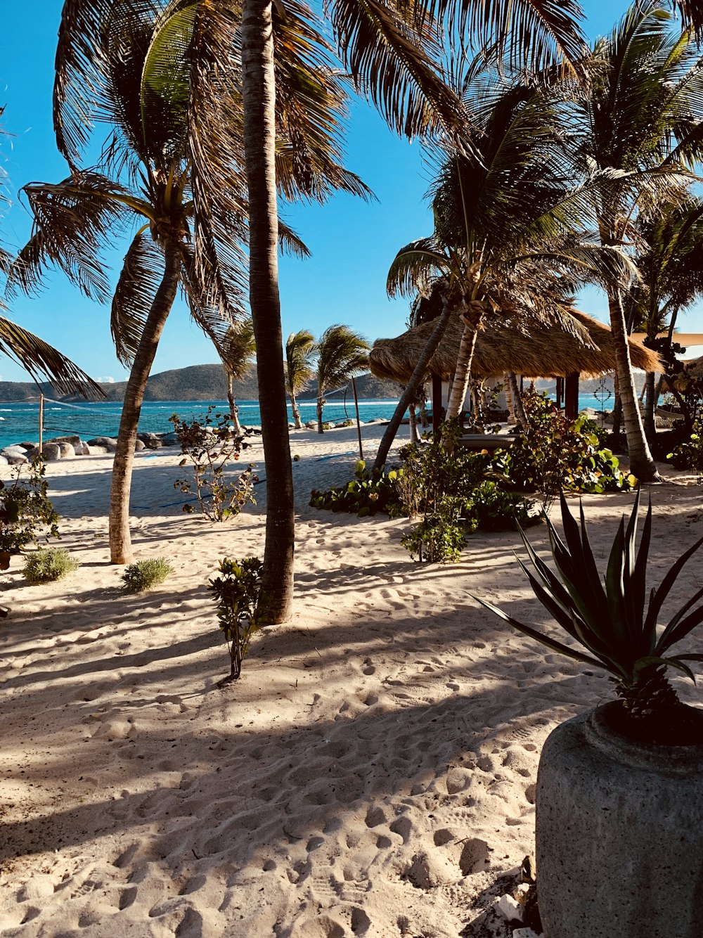 coconut trees on seashore