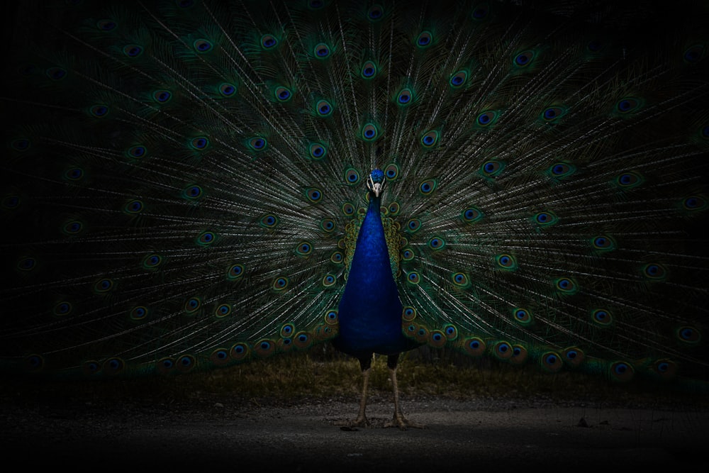 pavo real azul y negro