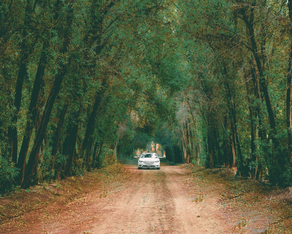 white car in brown dirt road lined with tall trees