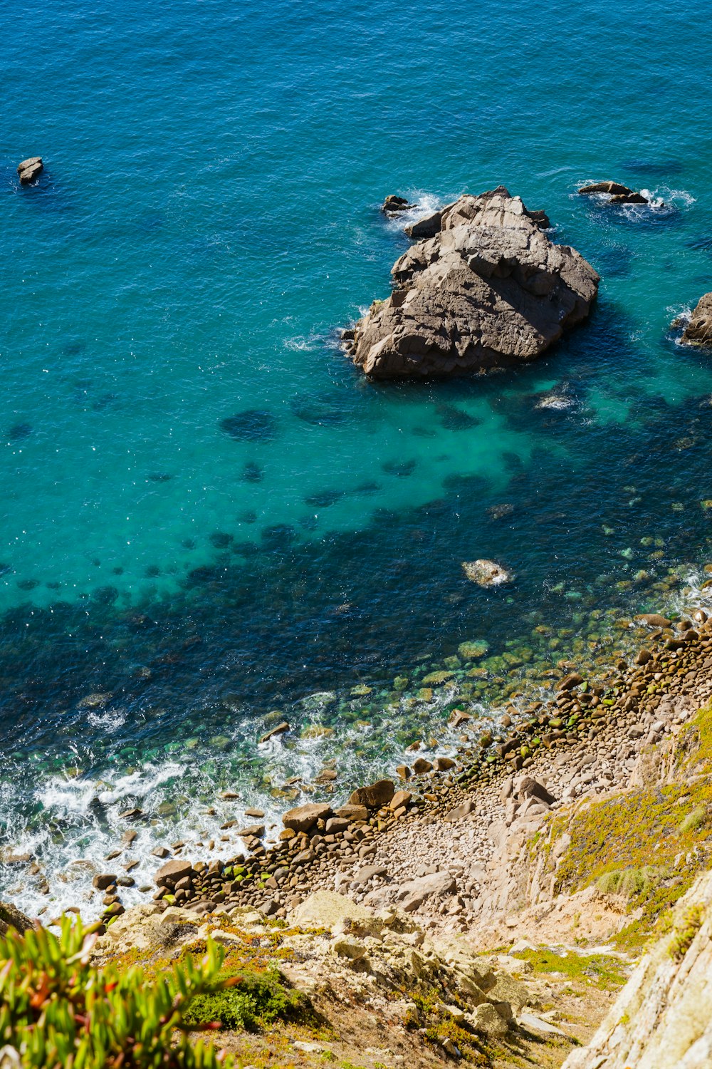 plants near seashore