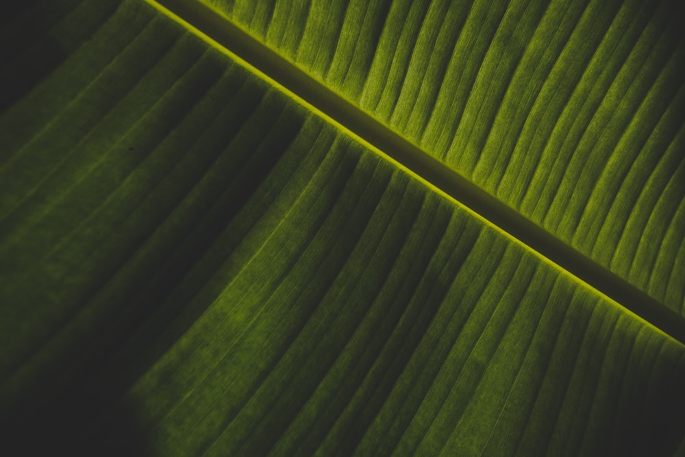 closeup photography of green banana leaf