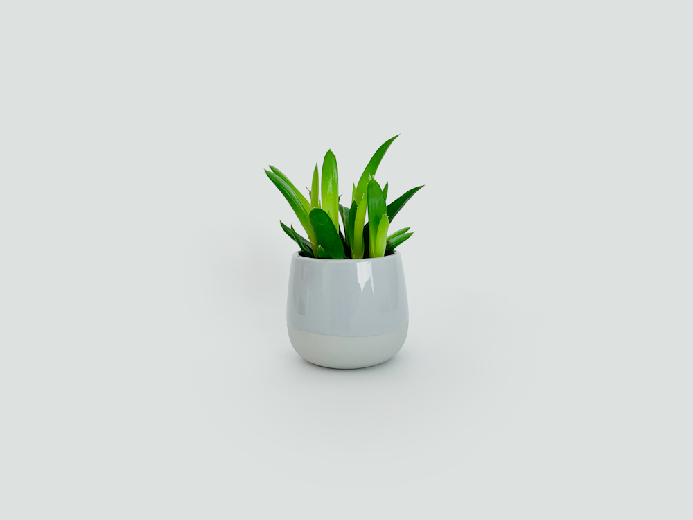 planta da folha verde no vaso de cerâmica branca