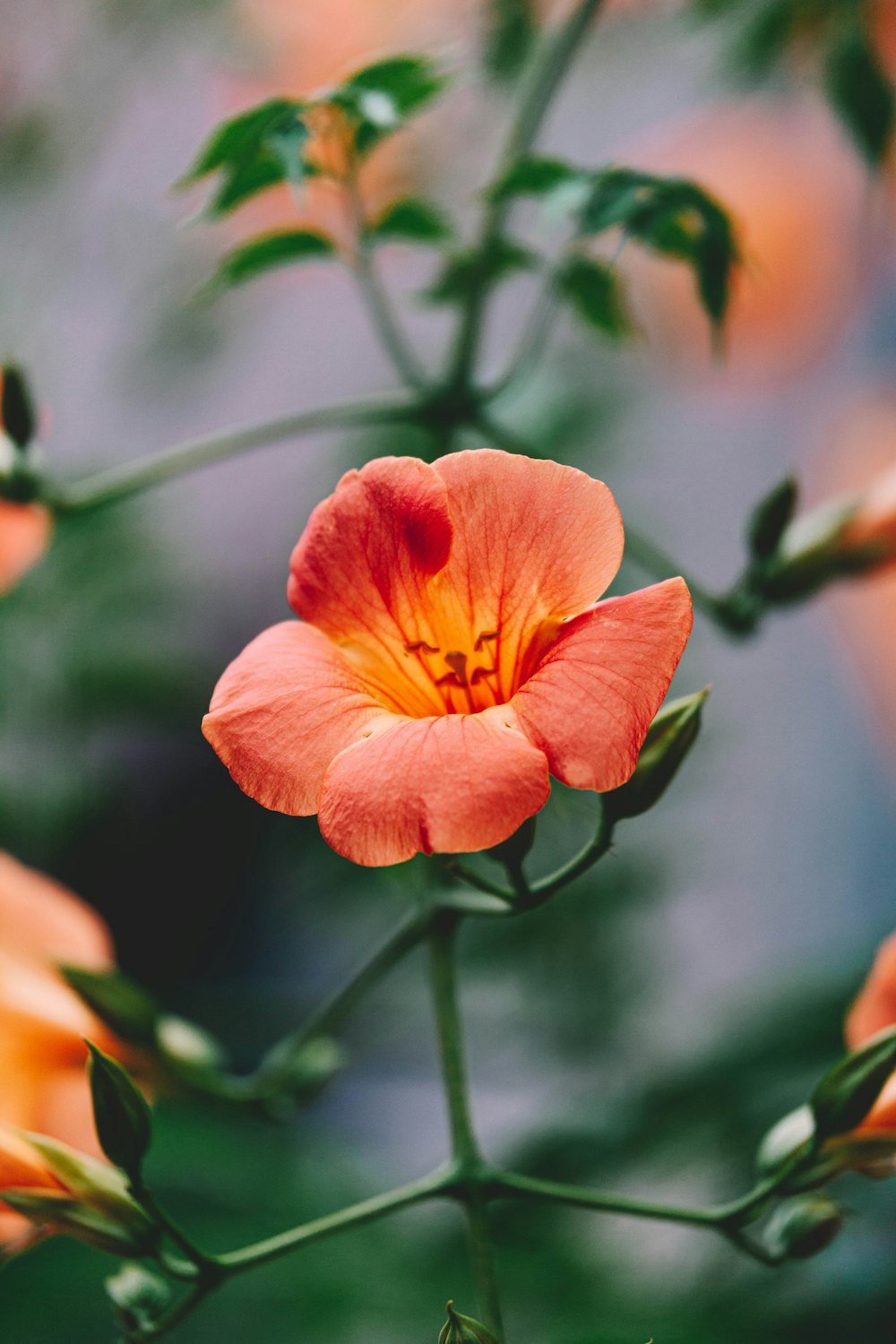 Flachfokusfotografie einer grünblättrigen Pflanze mit orangefarbener Blüte