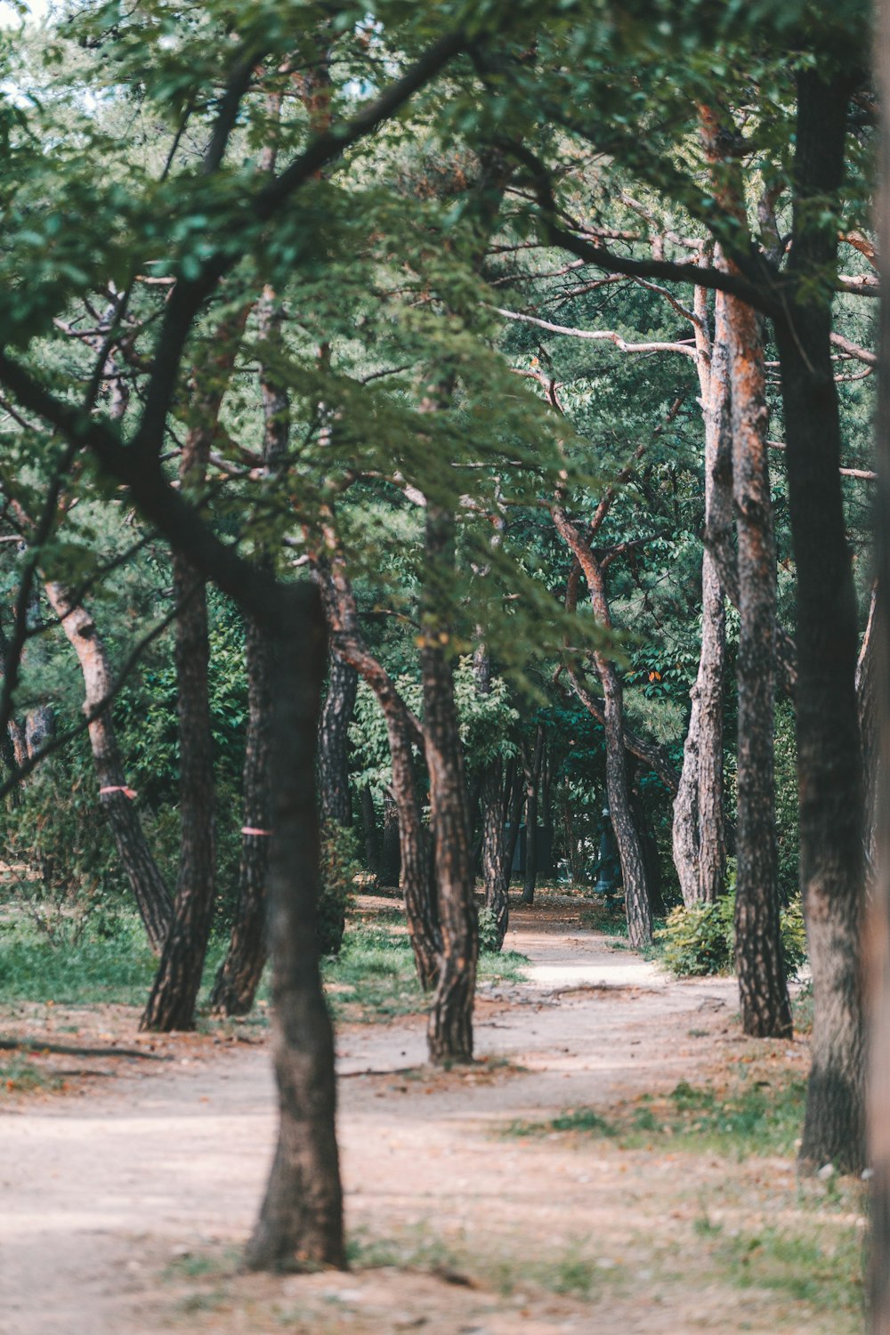 green-leafed trees