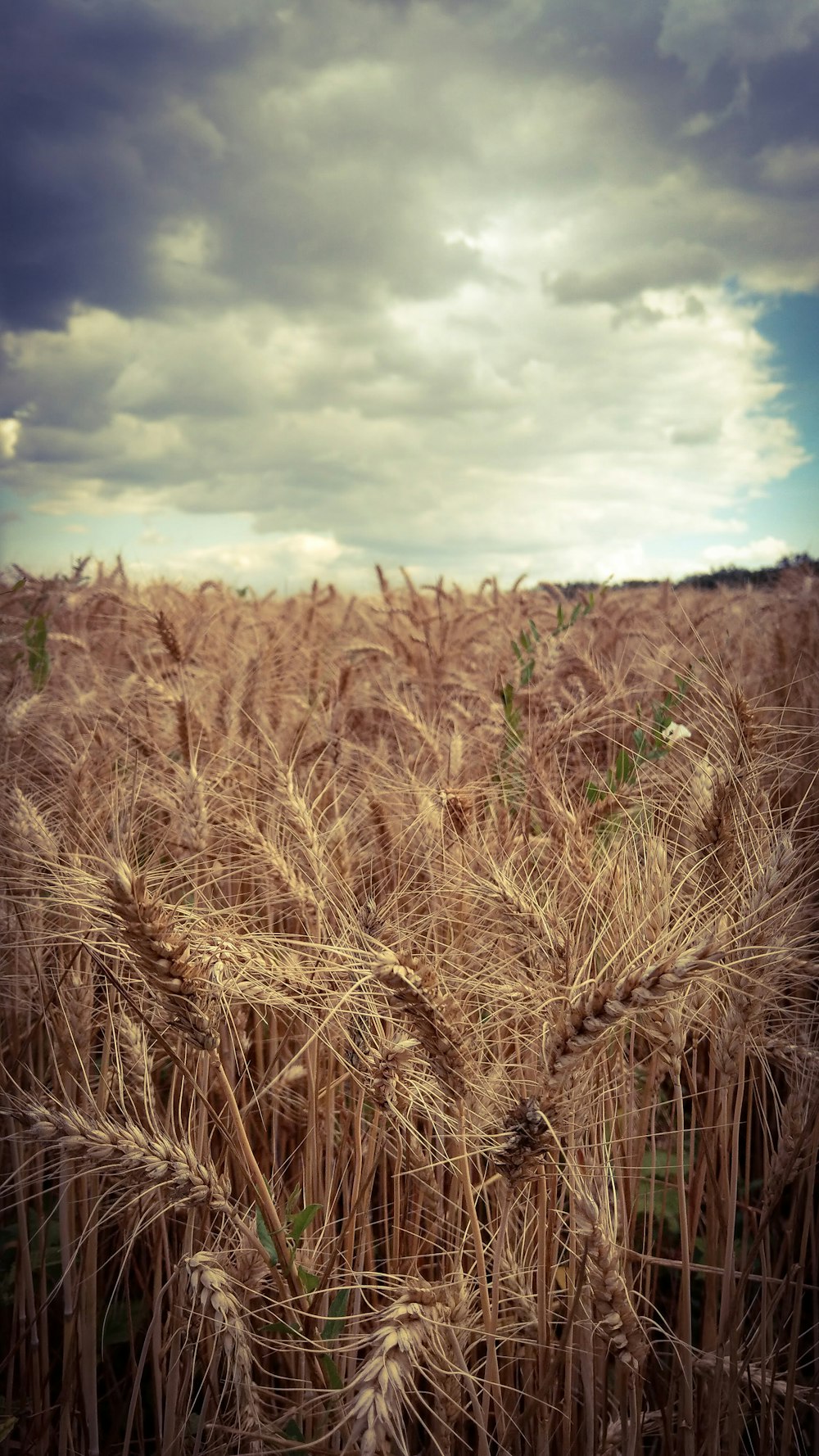 brown grass photography