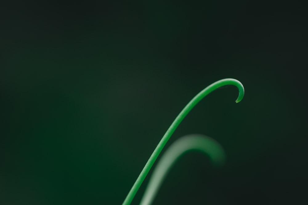 a close up of a green plant with a long stem