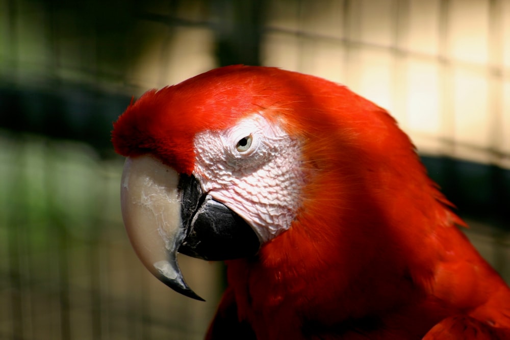 red and white parrot in close-up photography