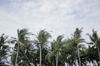 A serene coastal landscape with coconut palms swaying gently, symbolizing eco coir's origin.