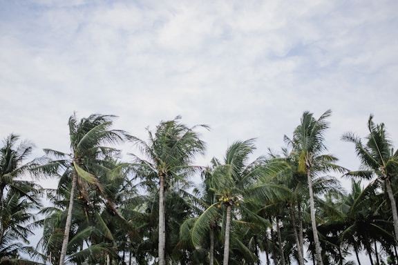 A serene coastal landscape with coconut palms swaying gently, symbolizing eco coir's origin.