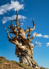 brown tree
