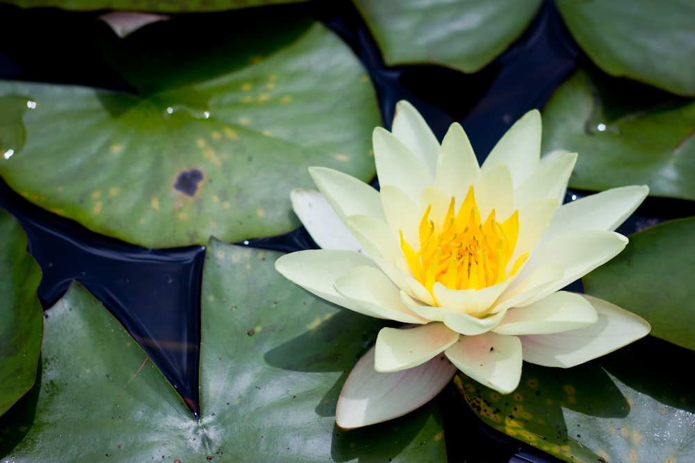 white petaled water lilly flower close-up photography