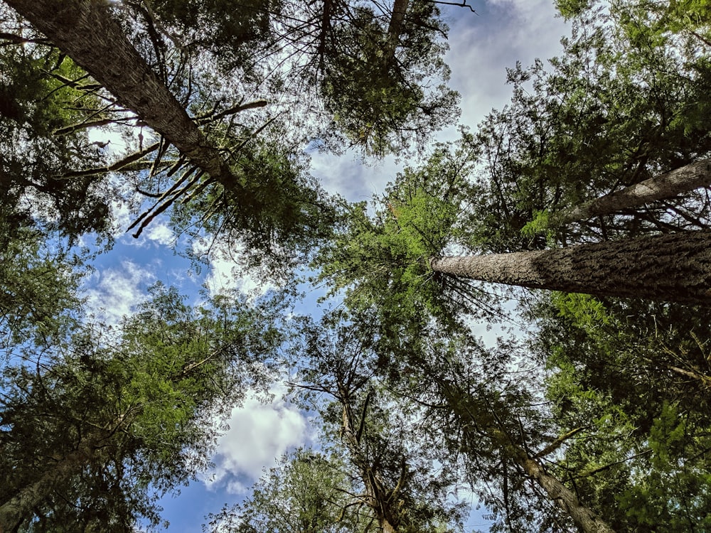 low-angle photography of forest '