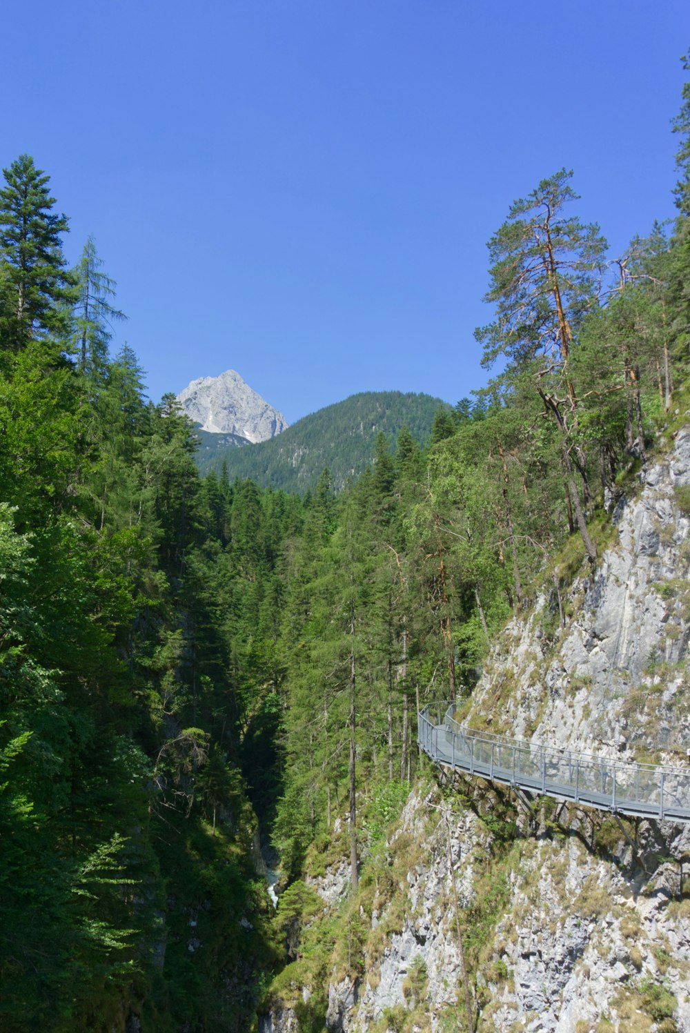 glass walkway on cliff with trees