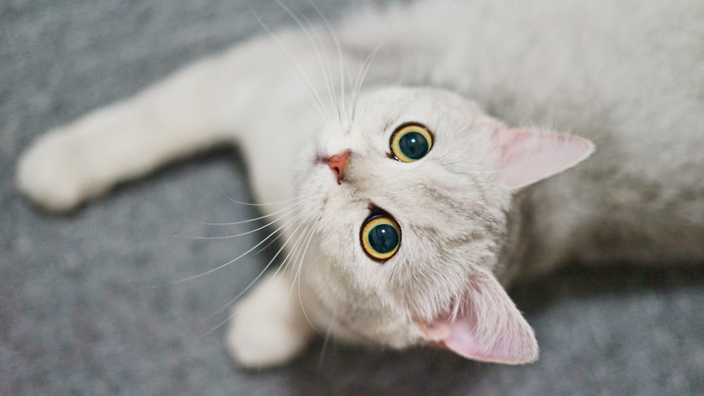 a close up of a cat laying on the ground