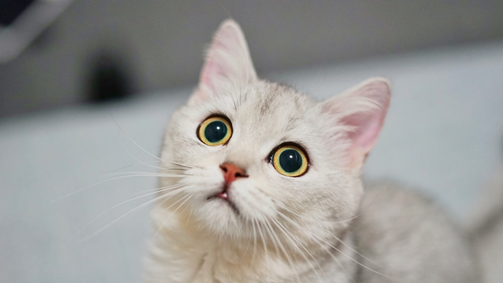 short-coated white and gray cat