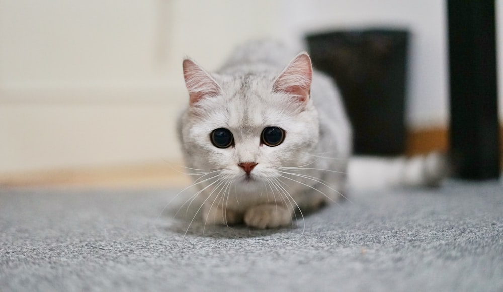 short-fur white cat close-up photography