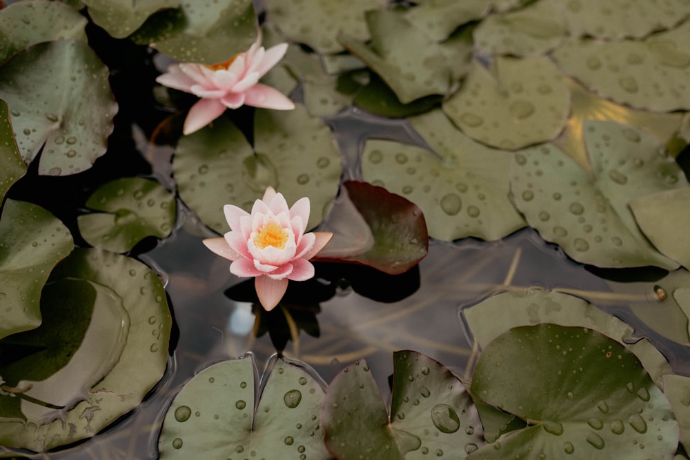 pink lotus flower on water