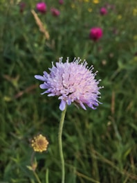 A close-up of a violet flower with delicate, pointed petals and slender, elongated leaves set against a blurred green background. Other pink and purple flowers are softly visible in the distance, creating a natural and serene setting.
