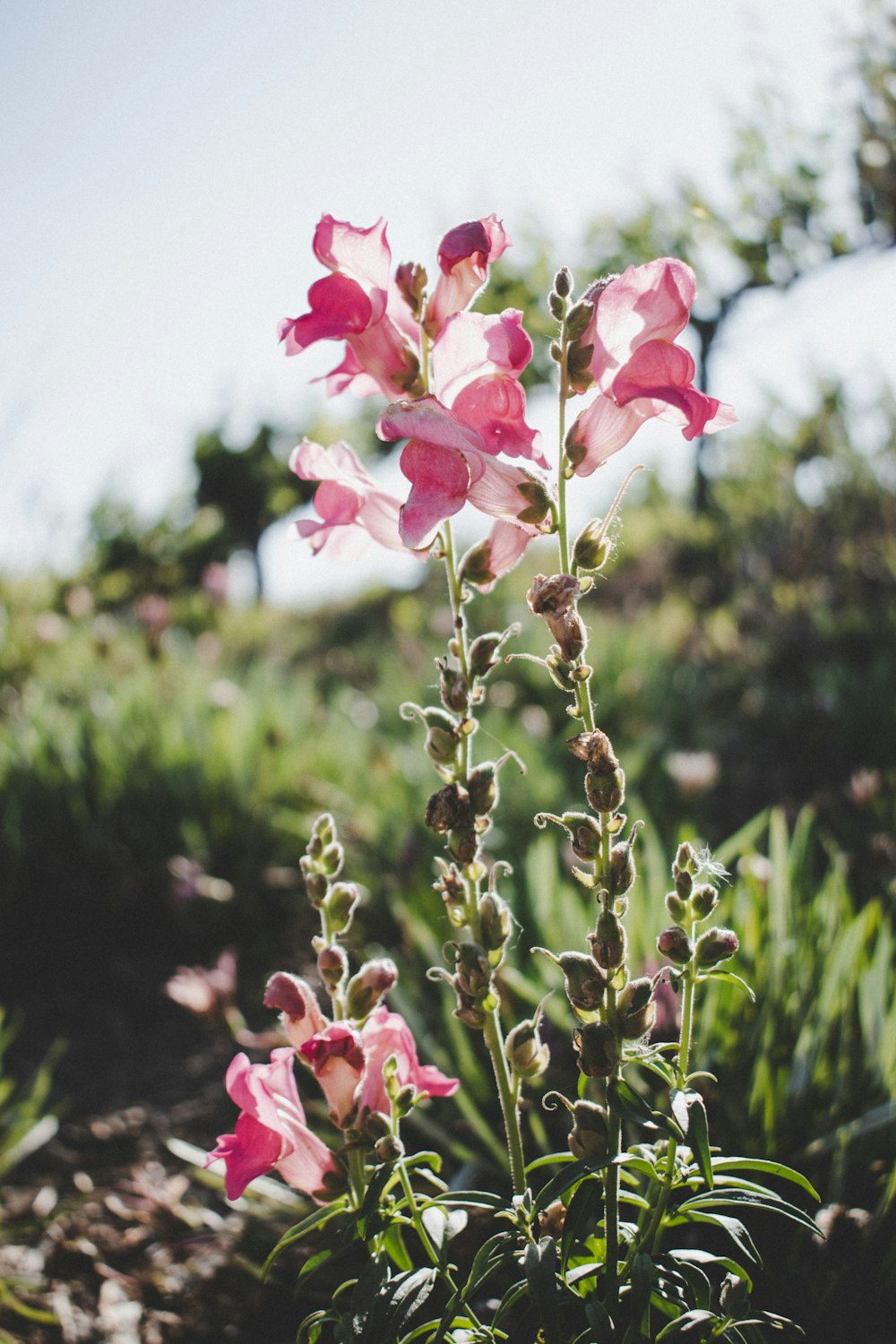 green-leafed plant with pink flowers