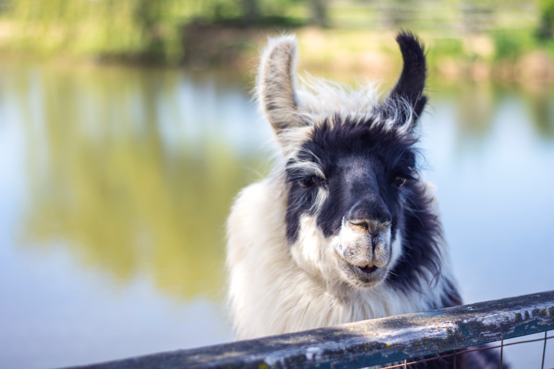 white and black llama