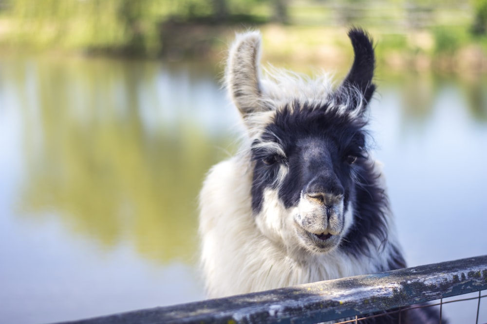 white and black llama