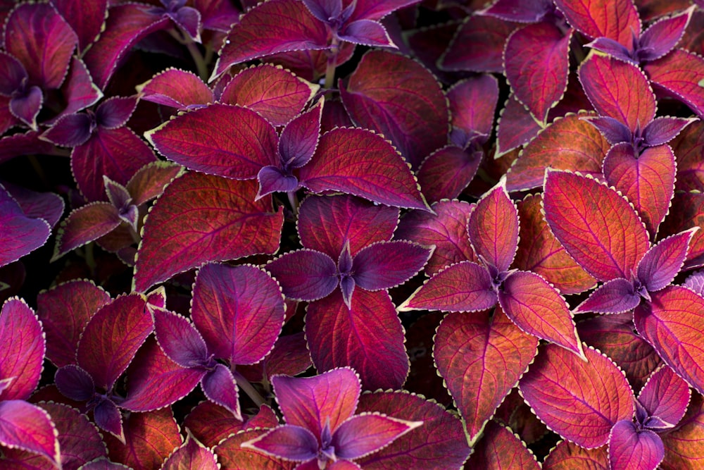 photo of maroon plant