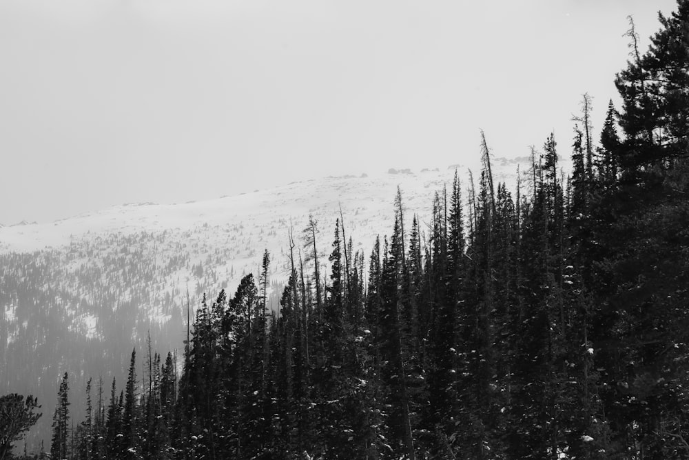 green pine tree during daytime