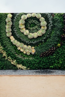 A vertical garden featuring a spiral pattern created with various types of succulents and other greenery. The plants are arranged artistically to form a lush, green display with textural diversity.