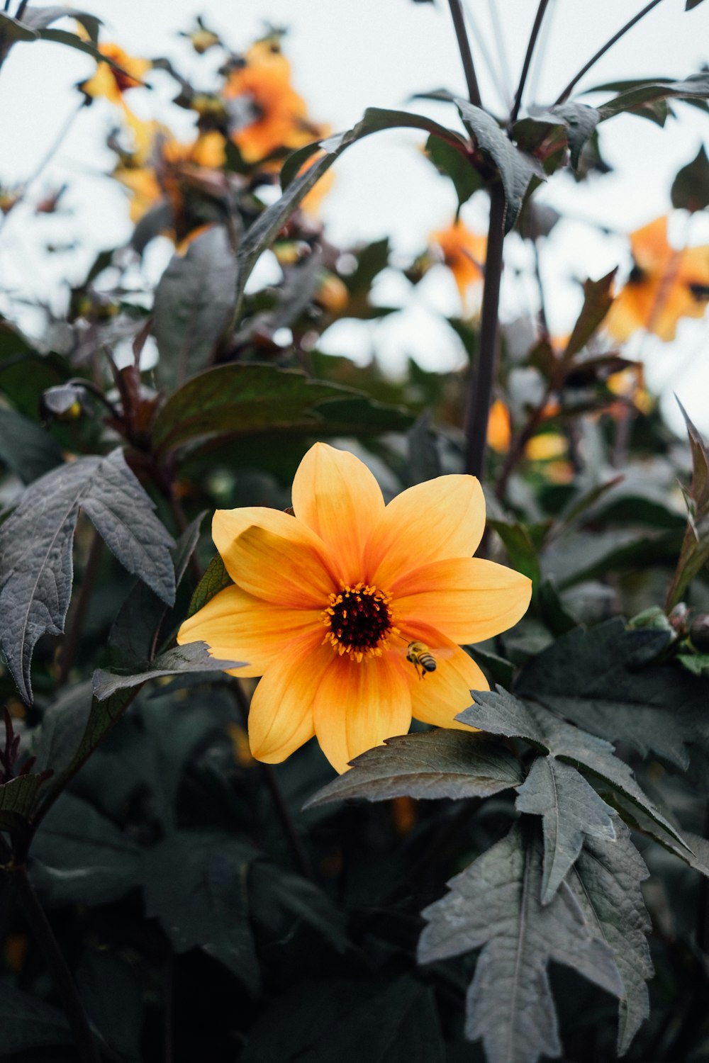 yellow flower in bloom