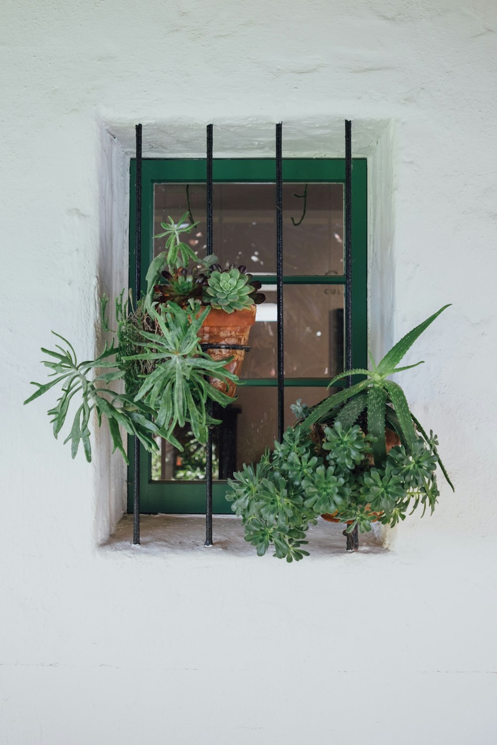 緑の金属フレームの窓に植物を吊るす