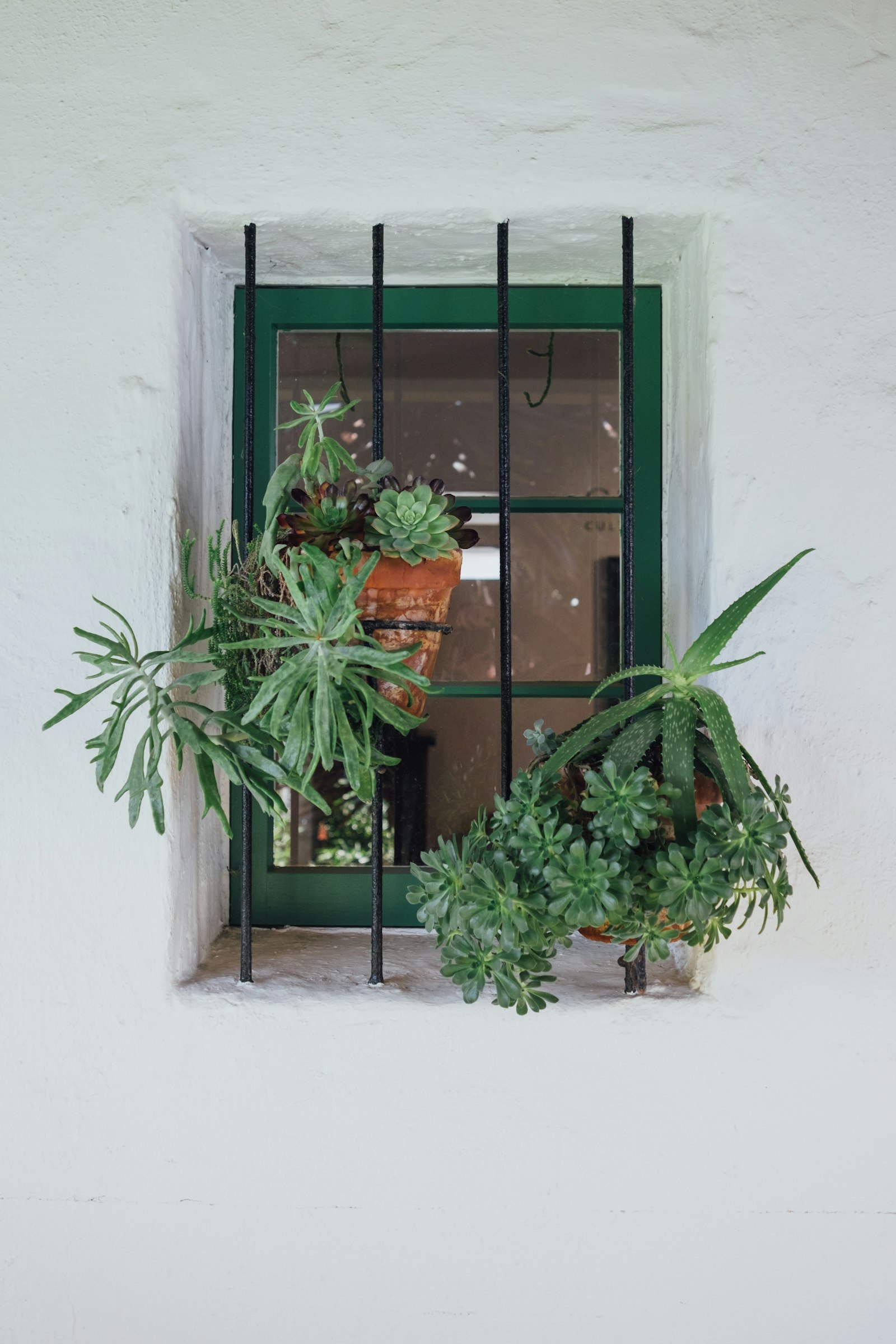 Fujifilm X-T1 + Fujifilm XF 27mm F2.8 sample photo. Hanging plants on green photography