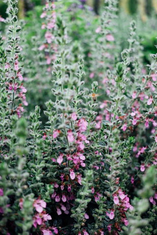 A gardener planting nectar-rich flowers that bloom throughout the year to sustain local pollinators.