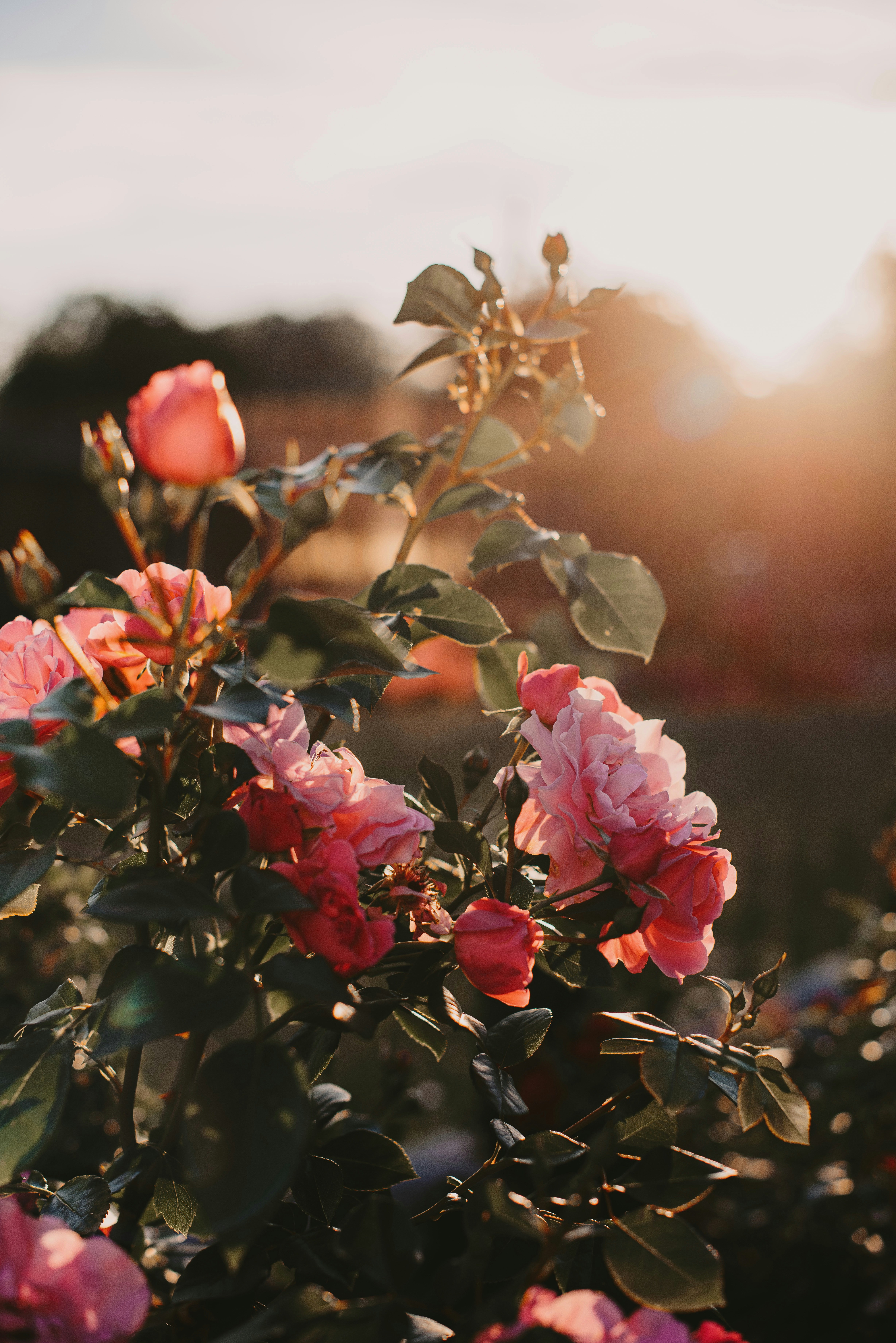 pink petaled flowers blooming at daytime