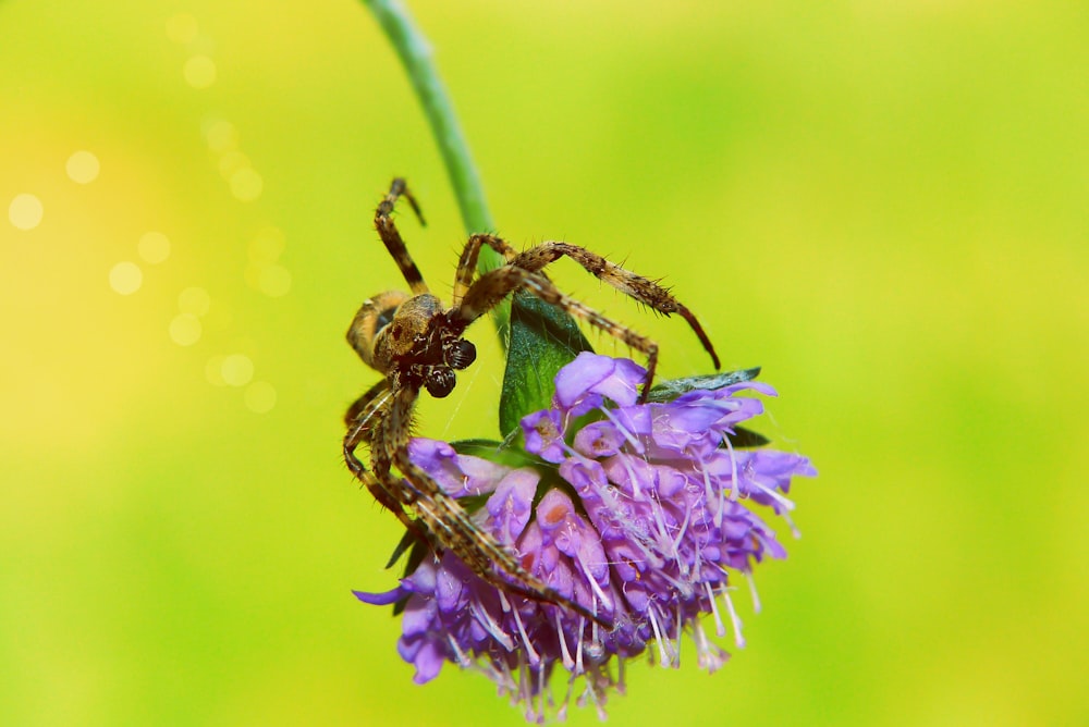 brown spider on flower