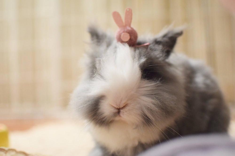 gray and white guinea pig