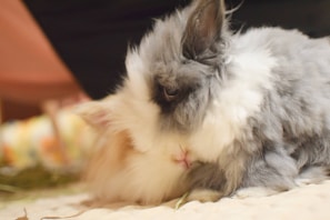 A quiet moment of a person and their pet rabbit sharing a peaceful cuddle on a comfy couch.
