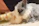 A cozy scene of a fluffy bunny nestled beside a curious kitten in a sunlit garden.