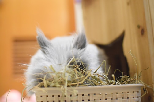A fluffy white bunny nibbling on a carrot with gentle sunlight streaming in.