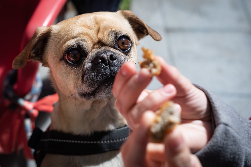 adult fawn pug on focus photography